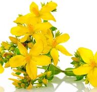 St.John's wort to stimulate potency